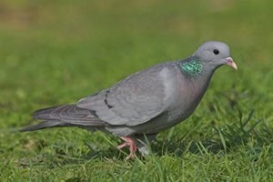 Тагтаа (Хүнхэл тагтаа)